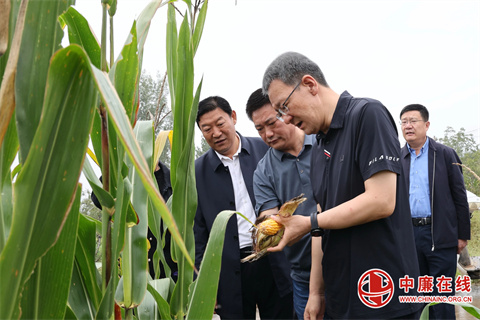 王德海调研“三秋”生产工作